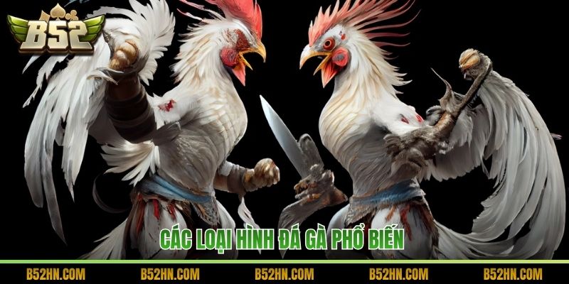 Các loại hình đá gà phổ biến