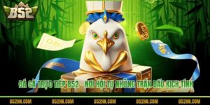 Đá Gà Trực Tiếp B52 - Nơi Hội Tụ Những Trận Đấu Kịch Tính