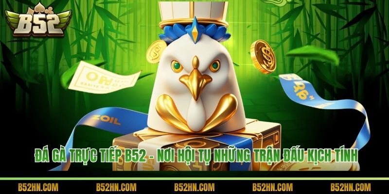 Đá Gà Trực Tiếp B52 - Nơi Hội Tụ Những Trận Đấu Kịch Tính