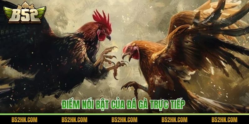 Điểm nổi bật của đá gà trực tiếp