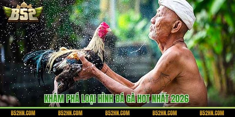 Khám phá loại hình đá gà hot nhất 2026