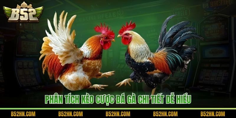 Phân tích kèo cược đá gà chi tiết dễ hiểu