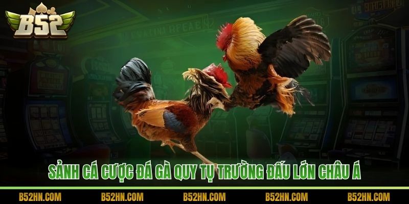 Sảnh cá cược đá gà quy tụ trường đấu lớn châu Á