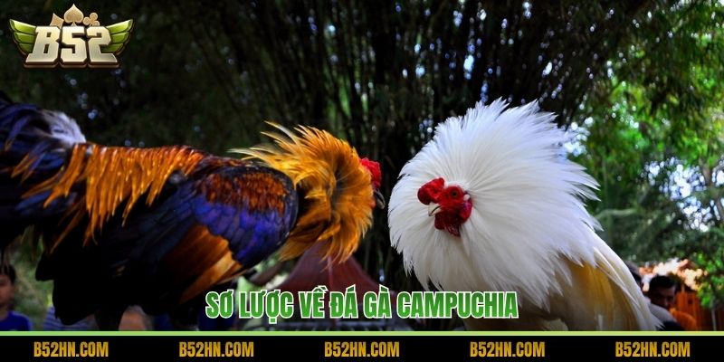 Sơ lược về đá gà Campuchia